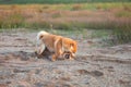 Two funny and crazy shiba inu fo plaing in the sand at sunset. Japanese red puppy and adult dog having fun together