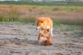 Two funny and crazy shiba inu fo plaing in the sand at sunset. Japanese red puppy and adult dog having fun together