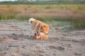 Two funny and crazy shiba inu fo plaing in the sand at sunset. Japanese red puppy and adult dog having fun together