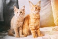 Two Funny Curious Young Red Ginger Maine Coon Kittens Cats Sitting At Home Sofa And Watching Closely. Coon Cats, Maine Royalty Free Stock Photo