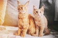 Two Funny Curious Young Red Ginger Maine Coon Kittens Cats Sitting At Home Sofa And Watching Closely. Coon Cats, Maine Royalty Free Stock Photo