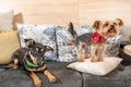 Two funny cute dogs ex abandoned homeless adopted by good people and having fun on the pillows in the pet shop enjoying new life Royalty Free Stock Photo