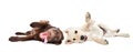 Two funny cute labrador puppies Royalty Free Stock Photo