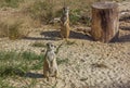 Two funny and cute meerkats. Meerkat, suricate, Suricata suricatta. Royalty Free Stock Photo