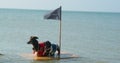 Two funny dachshund dogs in tricorn hat and privateer costumes are standing on wooden raft, on which pirate flag with