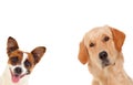 Two funny and different dogs Royalty Free Stock Photo