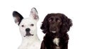 Two funny and different dogs Royalty Free Stock Photo
