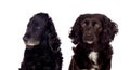Two funny and different dogs Royalty Free Stock Photo
