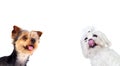 Two funny and different dogs Royalty Free Stock Photo