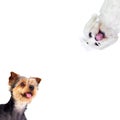 Two funny and different dogs Royalty Free Stock Photo