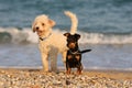 Two funny dogs on the beach