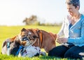 Two funny dogs fighting each other and smiling happy woman in grey top on meadow / green grass on sunny spring warm day in park Royalty Free Stock Photo