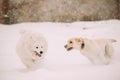 Two Funny Dogs - Labrador Dog And Samoyed Playing And Running Outdoor In Snow, Winter Season. Playful Pets Outdoors