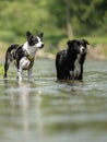 Two  funny dogs in the low water in the lake - border collies Royalty Free Stock Photo