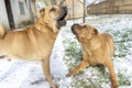 Two funny dogs play together Royalty Free Stock Photo