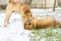 Two funny dogs play together Royalty Free Stock Photo
