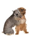 Two funny dogs playing hugging each other Royalty Free Stock Photo
