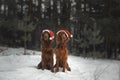 Two funny dogs are preparing to celebrate the new year