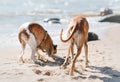 Two funny dogs relaxing on summer beach, exploring and digging in sand. Royalty Free Stock Photo