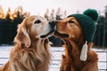 Two funny dogs sitting together in snow next to each other and one wearing in warm knitted hat Royalty Free Stock Photo