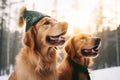 Two funny dogs sitting together in snow next to each other and one wearing in warm knitted hat Royalty Free Stock Photo