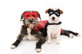 TWO FUNNY DOGS SUPER HERO COSTUME. JACK RUSSELL AND PUREBRED WEARING A RED AND BLUE MASK AND A CAPE. CARNIVAL OR HALLOWEEN. Royalty Free Stock Photo