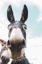 Two funny donkeys looking at camera. Donkeys in farm behind fence. Animal friends. Rural scene. Domestic animals. Royalty Free Stock Photo