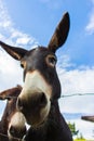 Two funny donkeys looking at camera. Donkeys in farm behind fence. Animal friends. Rural scene. Domestic animals. Royalty Free Stock Photo