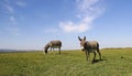 Two funny donkeys in the meadow Royalty Free Stock Photo