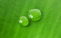 Two funny drops of water with a reflection like eyes on a green leaf, macro Royalty Free Stock Photo