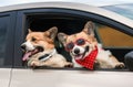 Two fashionable Corgi dogs poked out their muzzles in the window of a passing car