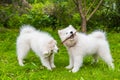 Two Funny fluffy white Samoyed puppies dogs are playing on the green grass