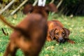 Two funny friendly Rhodesian Ridgeback dogs playing, running, chasing