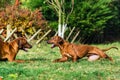 Two funny friendly Rhodesian Ridgeback dogs playing, running, chasing