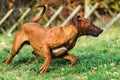 Funny Rhodesian Ridgebacks dog playing Royalty Free Stock Photo