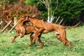 Two funny Rhodesian Ridgebacks dogs playing, running, c Royalty Free Stock Photo