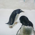 Two funny Gentoo penguins Pygoscelis papua at zoo on snowy background Royalty Free Stock Photo