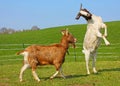 Two funny goats playing