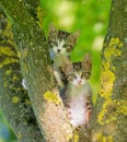 Two gray kitten in a tree Royalty Free Stock Photo