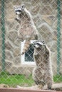 Two funny gray raccoons, look out of the cage in contact zoo