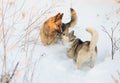 Two Funny Happy Dogs Running Together Outdoor In Snowy Park At Sunny Winter Day. Smiling Dog. Active Dogs Play In Snow. Royalty Free Stock Photo