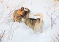 Two Funny Happy Dogs Running Together Outdoor In Snowy Park At Sunny Winter Day. Smiling Dog Royalty Free Stock Photo