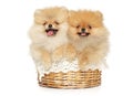 Two funny and happy Pomeranian puppies lie in a wicker basket Royalty Free Stock Photo