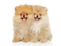 Two funny and happy Pomeranian puppies sitting