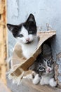 Two funny homeless playful kitten Royalty Free Stock Photo