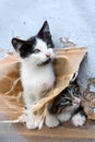 Two funny homeless playful kitten Royalty Free Stock Photo