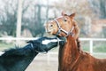 Two funny horses playing outdoors Royalty Free Stock Photo