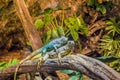 Two funny iguanas laying on top of each other, dominant animal behavior, popular pets in herpetoculture Royalty Free Stock Photo