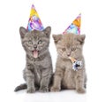 Two funny kittens with birthday hats. isolated on white background