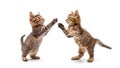 Two funny kittens are standing in dancing poses isolated on white background. Royalty Free Stock Photo